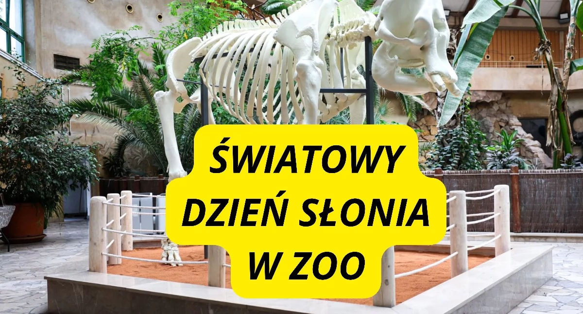 Wystawy, Światowy dzień słonia Warszawskim BĘDZIE MOŻNA ZOBACZYĆ MODEL SZKIELETU ERNY! - zdjęcie, fotografia