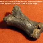 zdjęcie nr 19