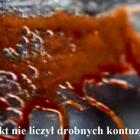 Fotka nr 5 z 8