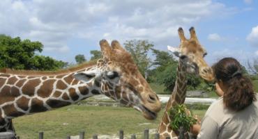 Bezpłatne wtorki w ZOO dla emerytów i rencistów