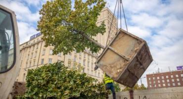 Przesadzono drzewa z Centrum na Pragę