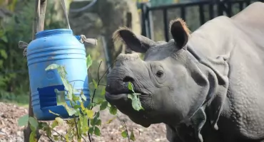 Warszawskie ZOO świętuje: Urodziny Pelagii i Dzień Nosorożca