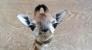 PIETRUSZKA OFICJALNIE OPUSZCZA TEREN WARSZAWSKIEGO OGRODU ZOOLOGICZNEGO. 
