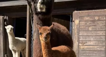 NARODZINY NOWEGO ZWIERZAKA! WARSZAWSKIE ZOO PRZYWIYTAŁO ALPAKĘ